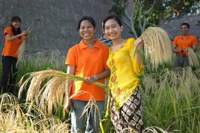 Lynette-R-Johnson-Art-of-a-Smile-rice-harvesting