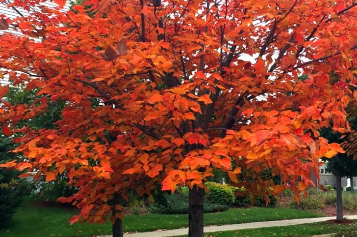 Lynette-R-Johnson-Art-of-the-Seasons-Fall-tree