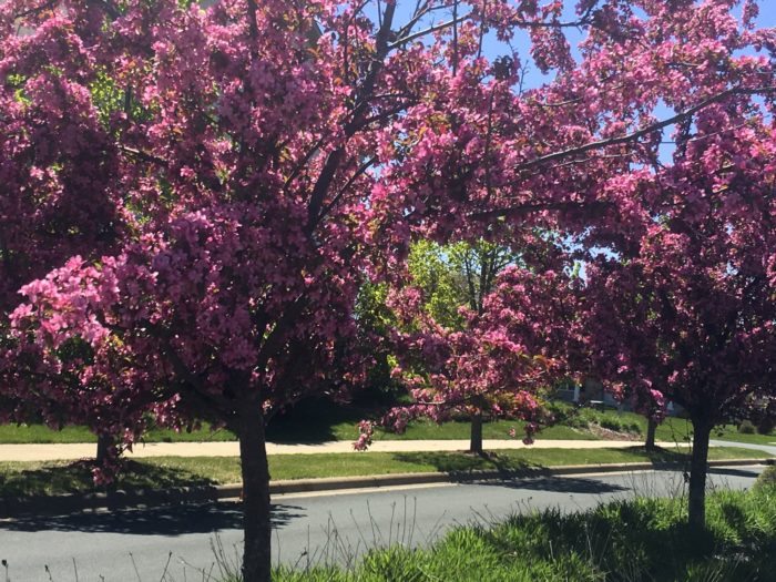 Lynette-R-Johnson-Art-of-the-Seasons-Spring-Trees
