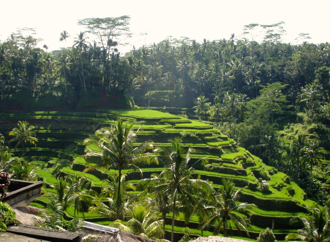 Lynette-R-Johnson-Art-of-the-Soul-rice-paddies