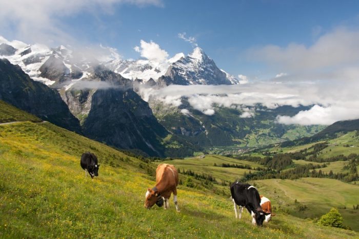 Lynette-R-Johnson-Switzerland-Swiss-cows.jpg