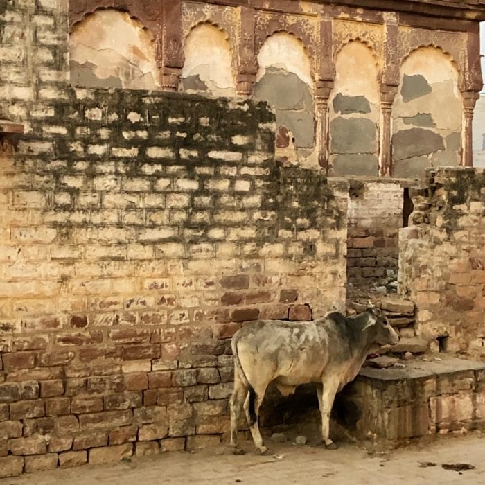 Art-of-Travel-India-Cow-in-Hiding