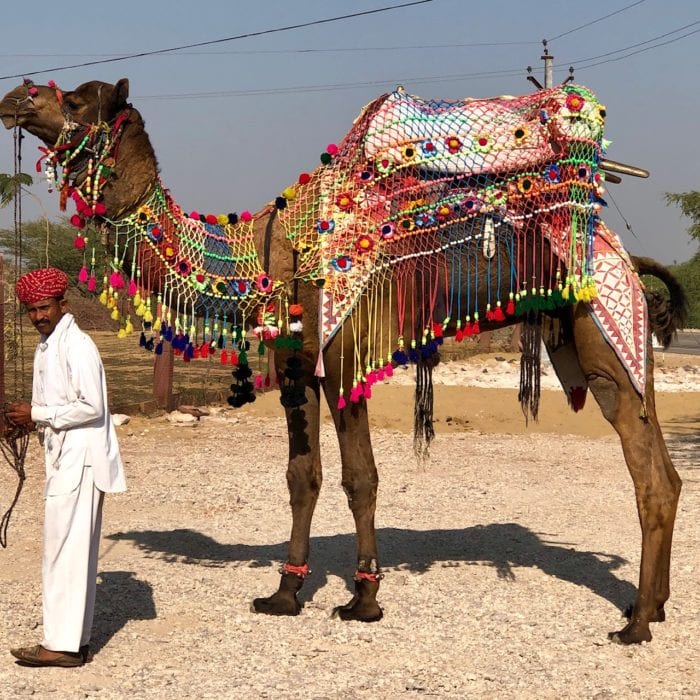 Art-of-Travel-India-Camel-Decor