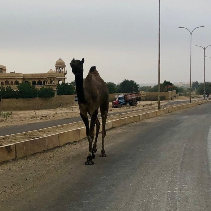 Art-of-Travel-India-Camel